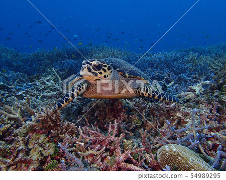 Taimai Hawksbill turtle Hawksbill sea turtle 54989295