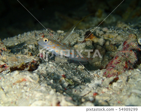 Hatatate shinobi goby 54989299