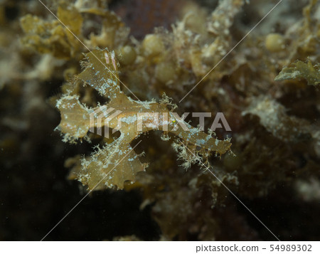 Razorfish ♂ Male Male Brown 1 Mouse Ghost pipefishes 54989302
