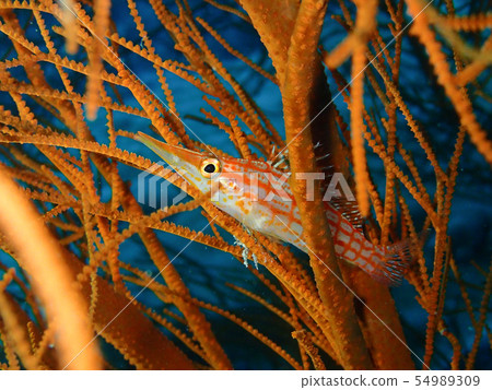 Kudagonbe Longnose hawkfish Oxycirrhites typus 54989309