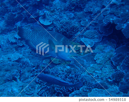 拿破崙魚眼鏡魚男男駝背瀨蘇眉 54989318