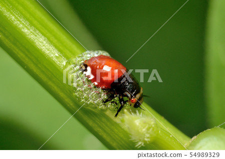 Caterpillar larva 54989329