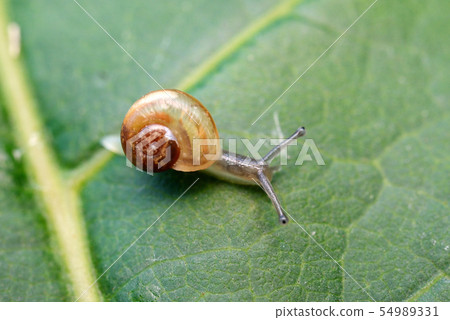 Snail Snail 54989331