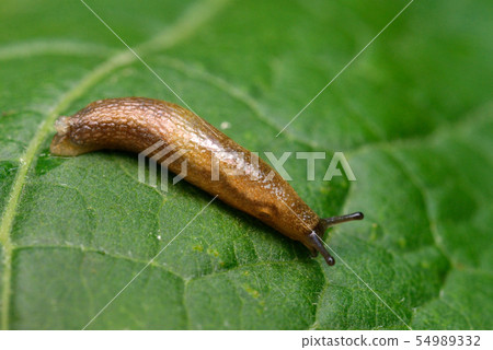 Slug Slug 54989332