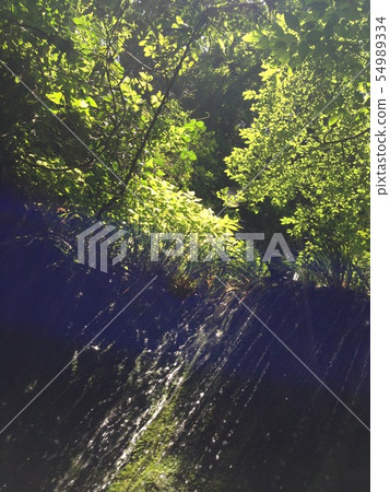 In the forest 54989334