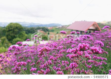 Blooming Verbena field on the mountain 54989571