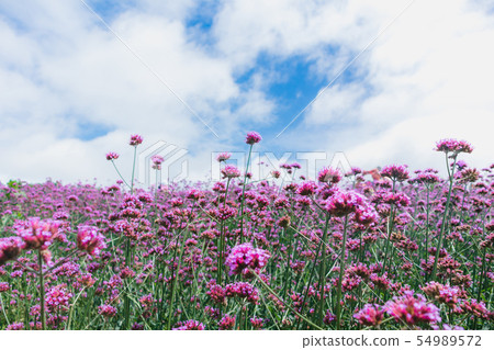 Blooming Verbena field on bright sky 54989572