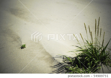 沙灘 沙灘 54989731