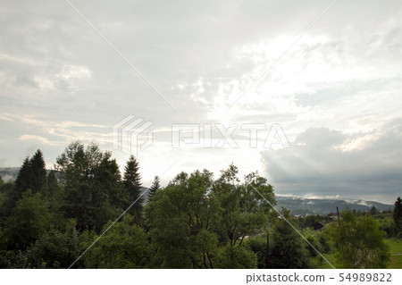 Spruce trees if fog Spruce trees if fog 54989822
