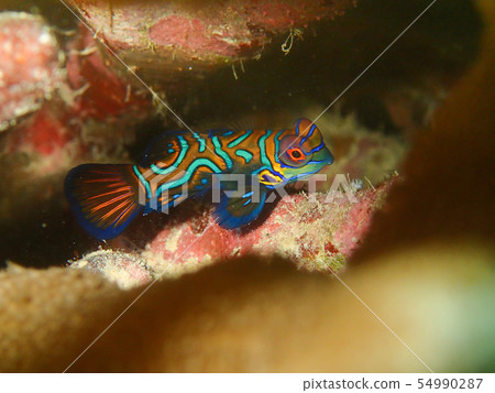 New Year's Eve Mandarinfish Mandarin dragonet New Year's Eve Mandarinfish Mandarin dragonet 54990287