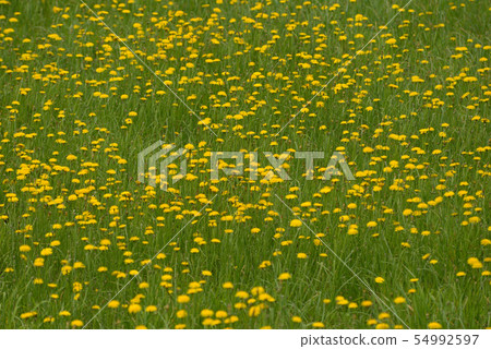 Butana Butana 54992597