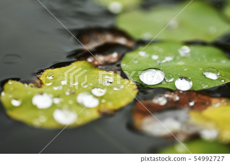 Water Lily Water Drops Water Drops Water Environment Pond Nature 54992727