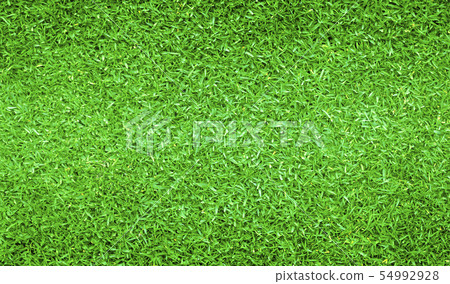 Green grass background 54992928