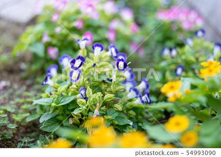 Torenia Furunieri多彩多姿 54993090