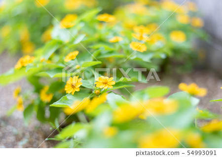 Meranpojiumu 54993091