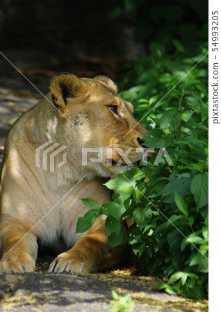 Lion female Lion female 54993205