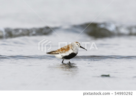 哈馬西吉夏翼 哈馬西吉夏翼 54993292