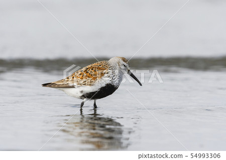 Hamasigi summer wing Hamasigi summer wing 54993306