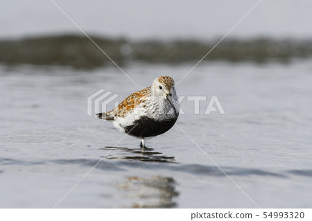 Hamasigi summer wing 54993320