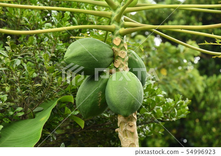 Palm tree Palm tree 54996923