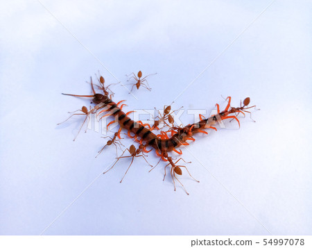 Red ants group is working to bite dead Centipede. Red ants group is working to bite dead Centipede. 54997078