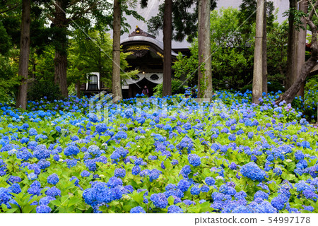 Hydrangea Temple Unganji 54997178