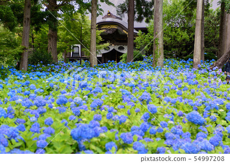 繡球寺Unganji 繡球寺Unganji 54997208