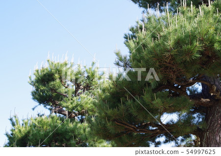 松樹和藍天 松樹和藍天 54997625