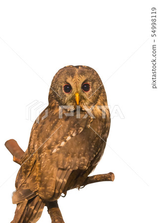 Ural Owl (Strix uralensis) on branch 54998119