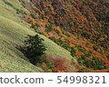 Feriga Forest Road Autumn leaves a 54998321