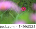 Cosmos a of the Tonami plateau 54998328