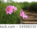 Cosmos b of the Tonami plateau 54998330