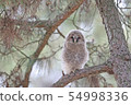 Owl's chick 54998336