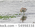 Black crab eating a crab 54998338