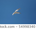 Kojirushi to hover 54998340