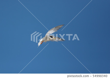 Kojirushi to hover 54998340