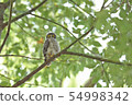 A bazook's chick 54998342