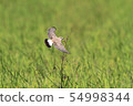 Stray bird / Inaba Hitaki 54998344