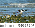 Oystercatcher eating food 54998346