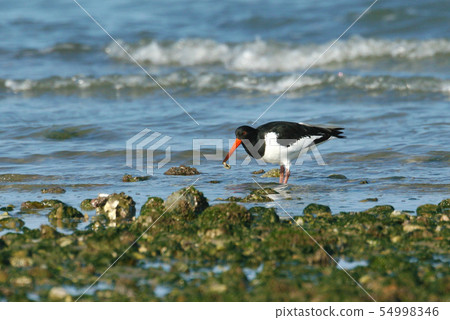Oystercatcher eating food 54998346