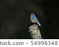 Ruribitaki in the dark forest 54998348