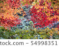 Autumn leaves of the Blunt river valley 54998351