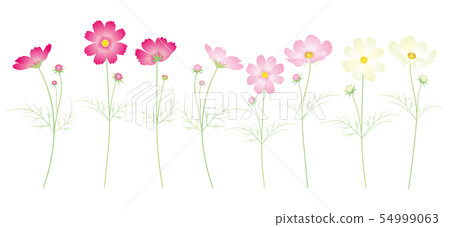 多彩的波斯菊花組合 54999063