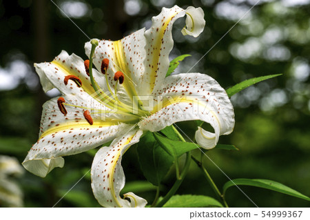 Wild lily Wild lily 54999367