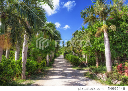 沖繩縣八重山群島由布島1 54999446