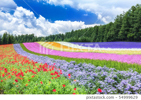 Nakafurano Town, Hokkaido Early Summer Flower Field (Farm Tomita) 54999629