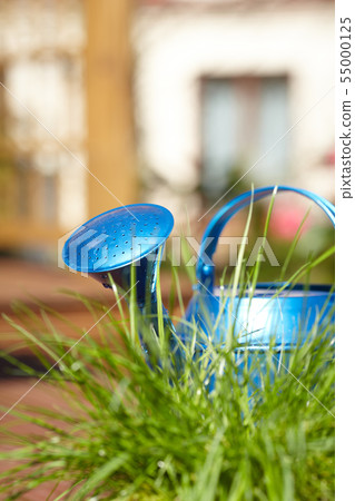 blue watering can in garden 55000125