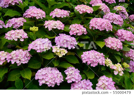 hydrangea flower 55000479