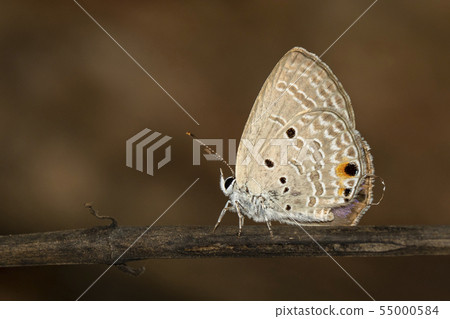Image of plain cupid butterfly(Chilades pandava) Image of plain cupid butterfly(Chilades pandava) 55000584