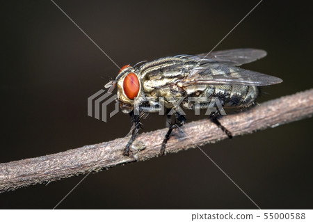 Image of a flies (Diptera) on brown branch on a Image of a flies (Diptera) on brown branch on a 55000588